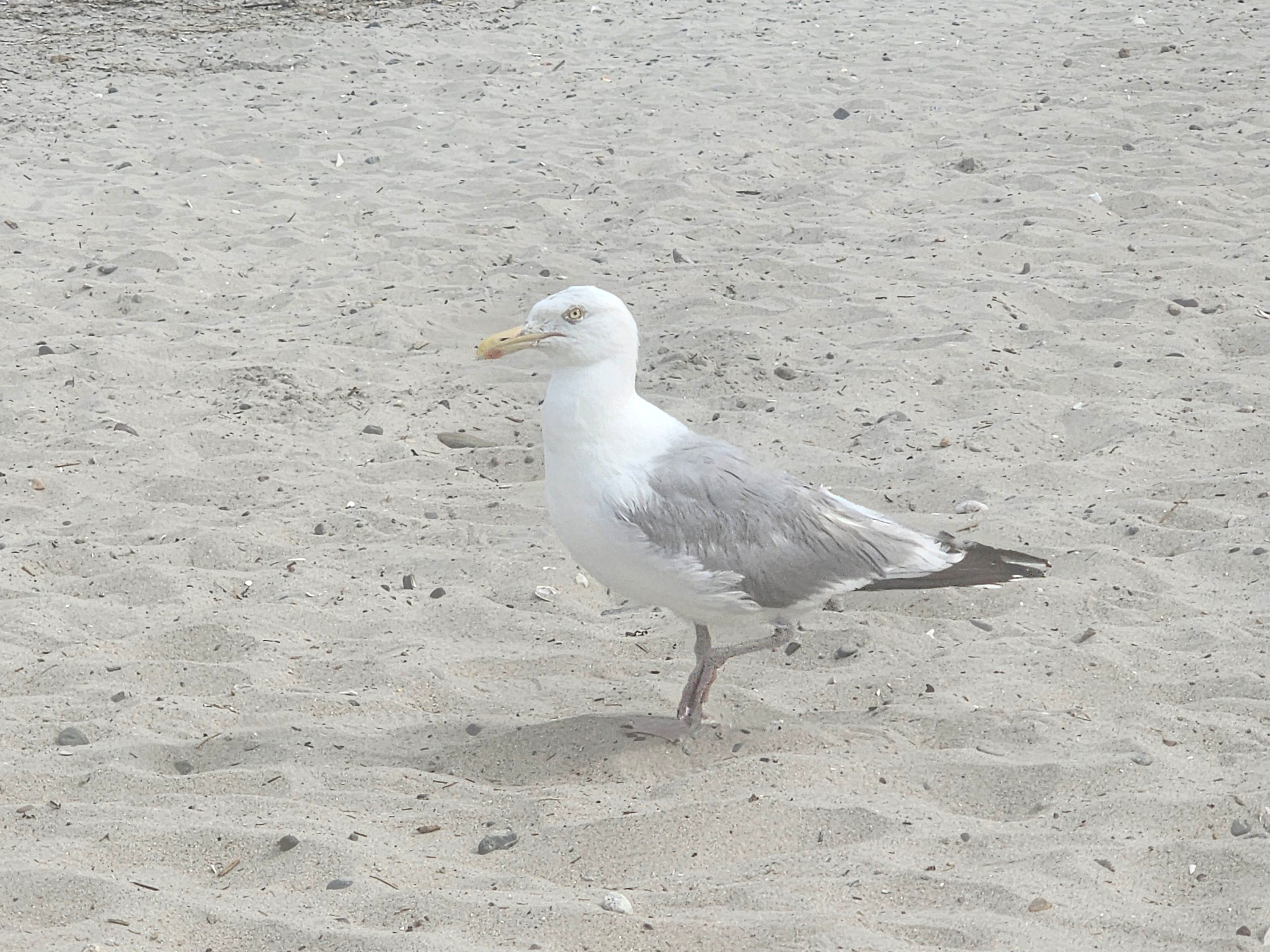 brick colored pigeons