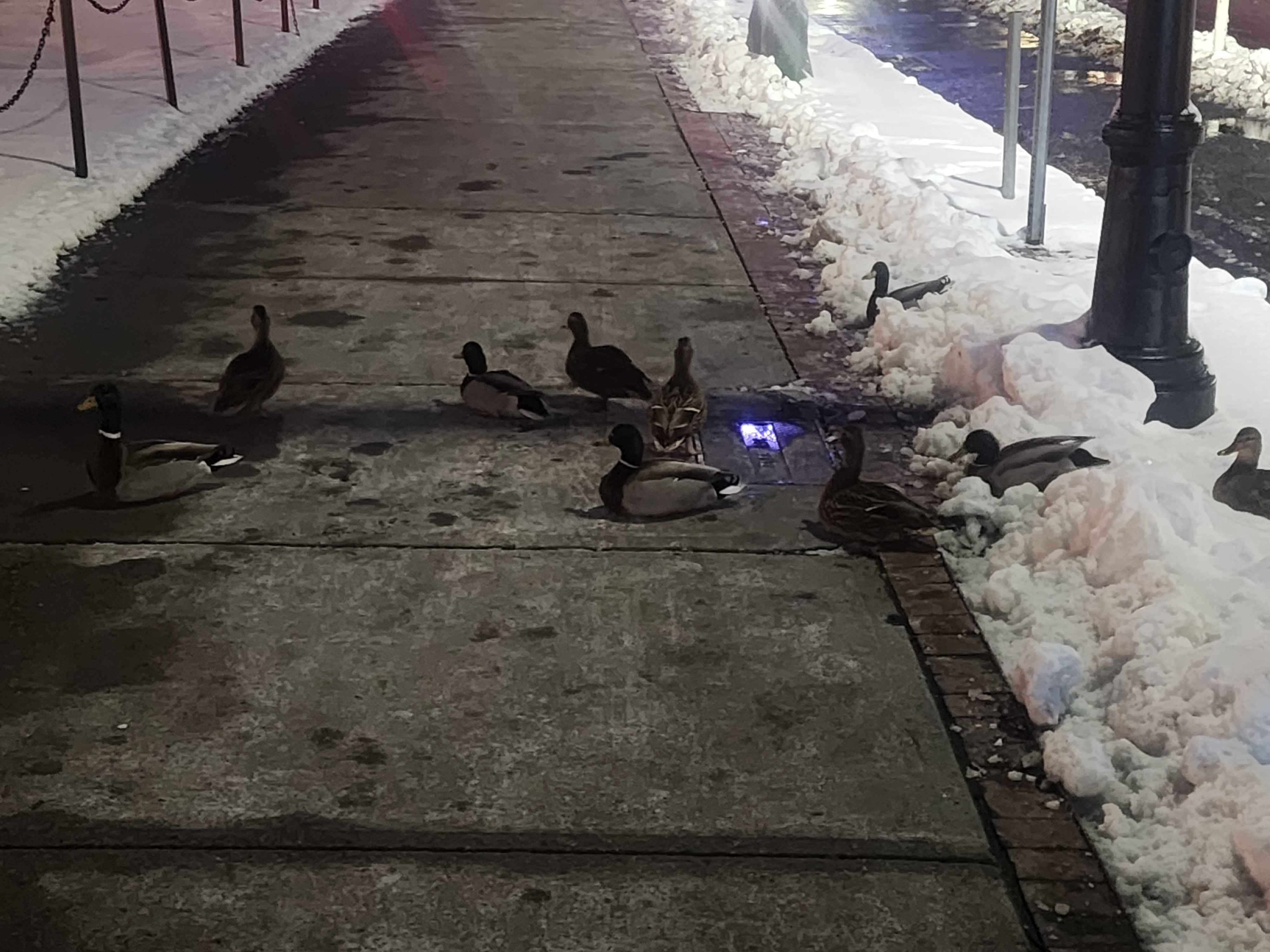 mallards in chilly weather