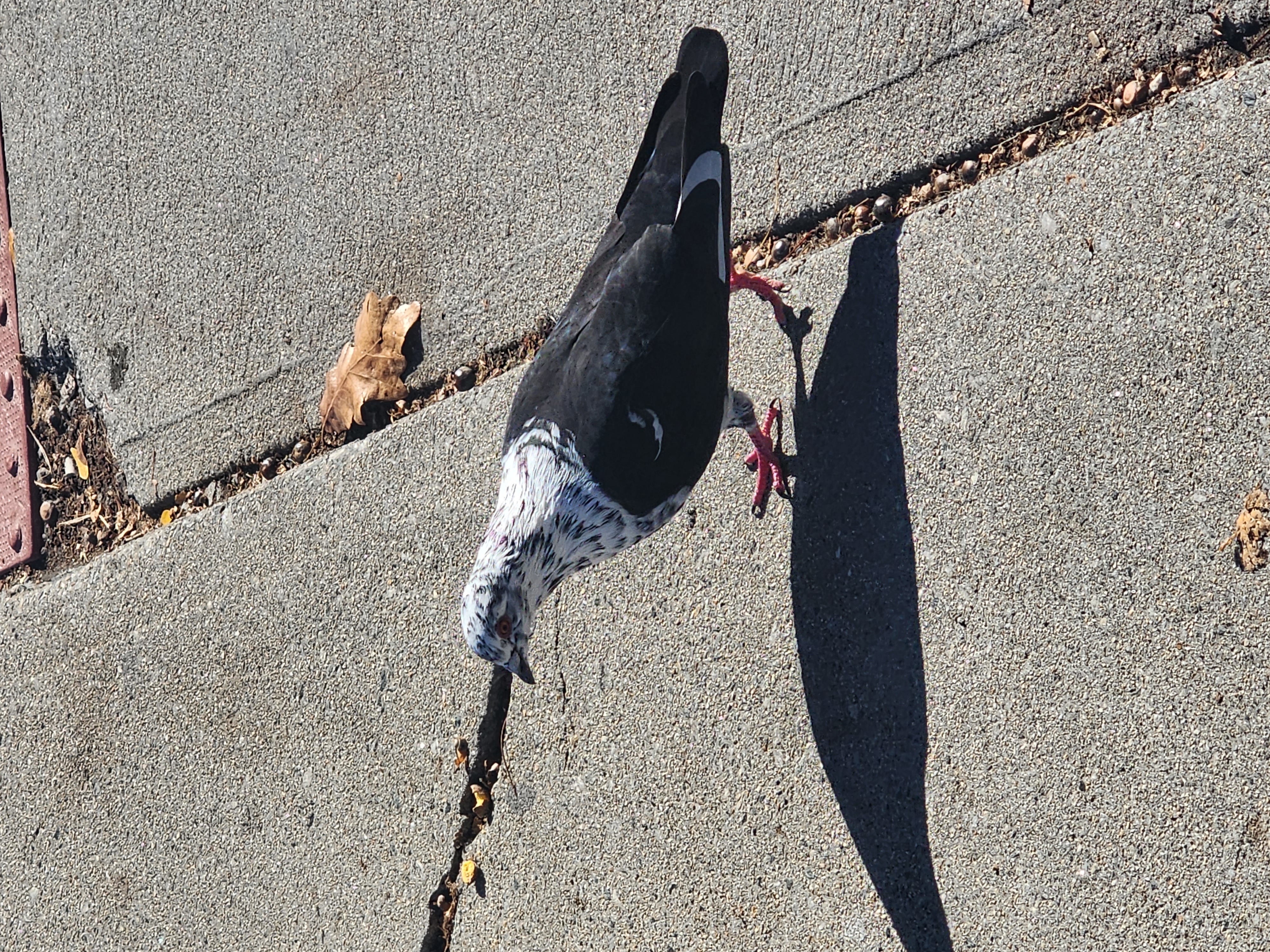 partially leucistic rock pigeon