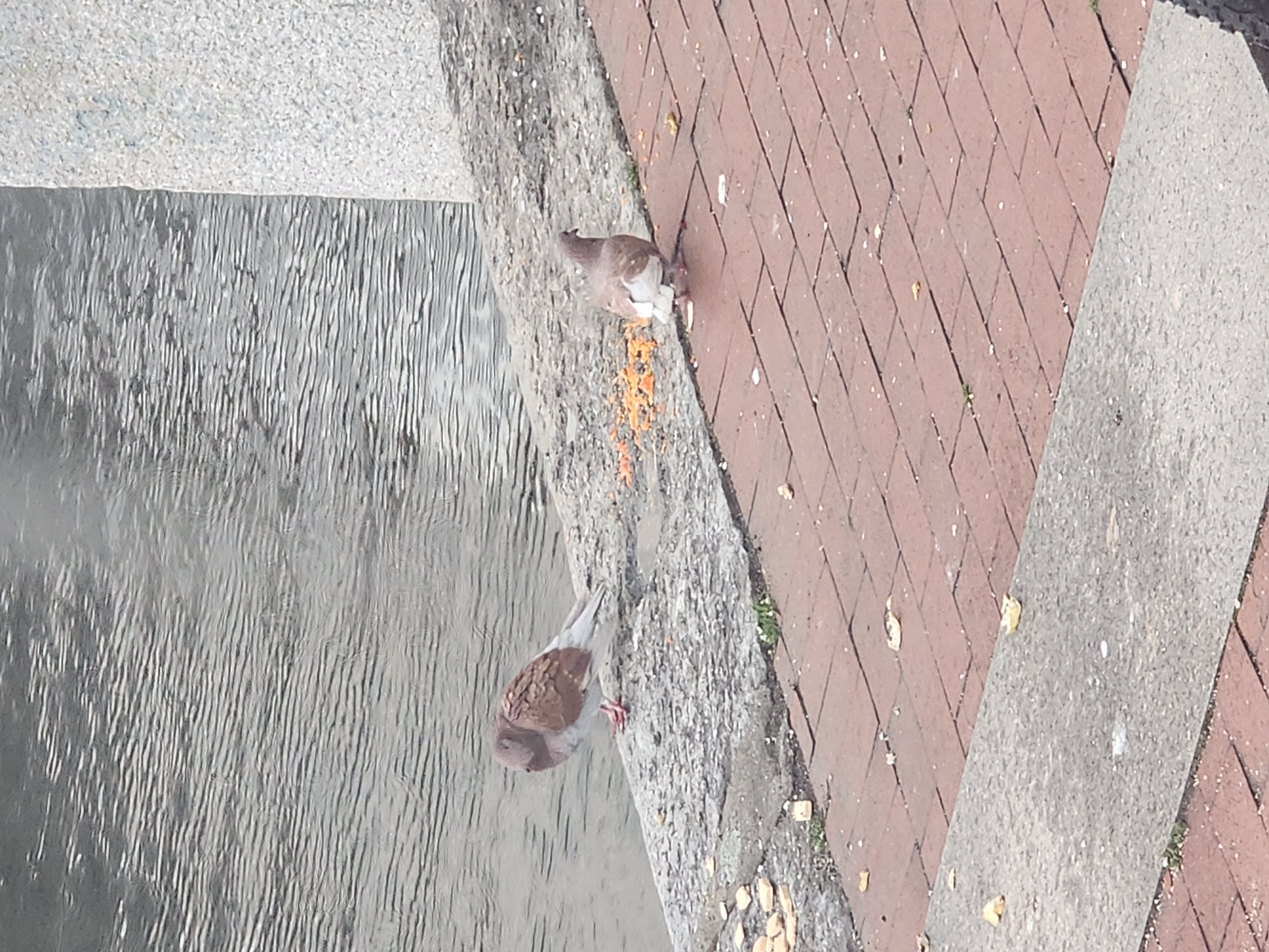 brick colored pigeons