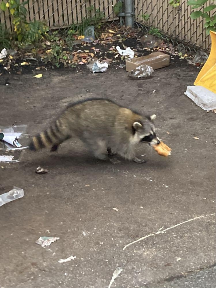 raccoon