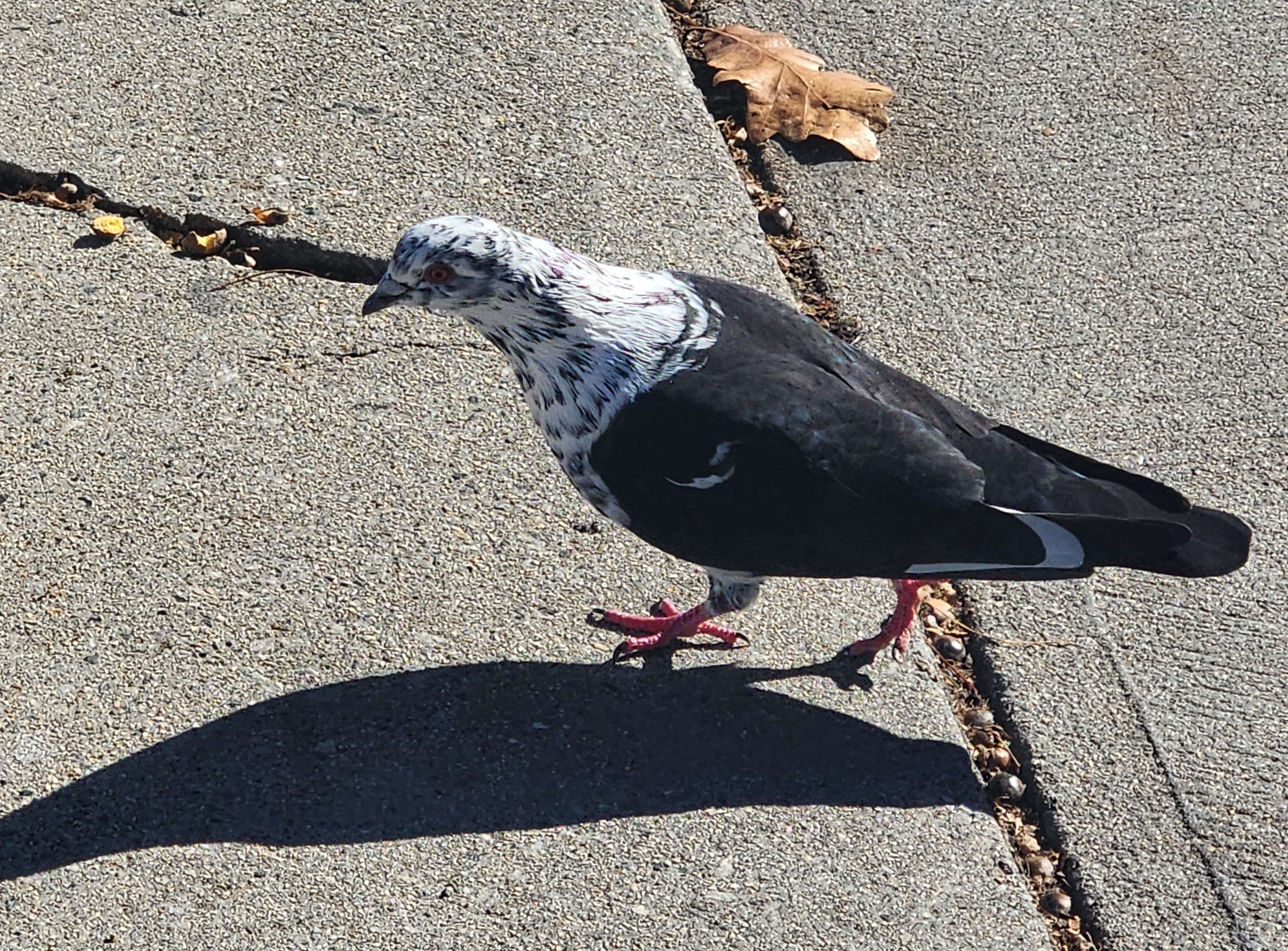 Leucistic pigeon