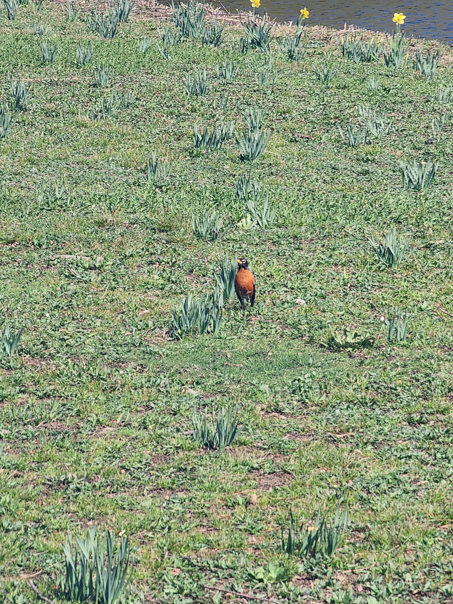 american robin