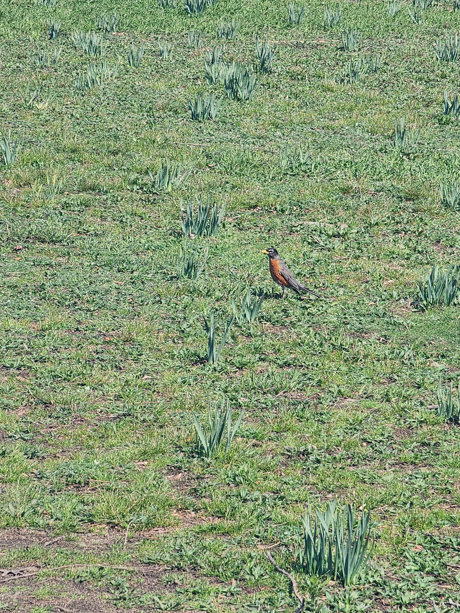 american robin