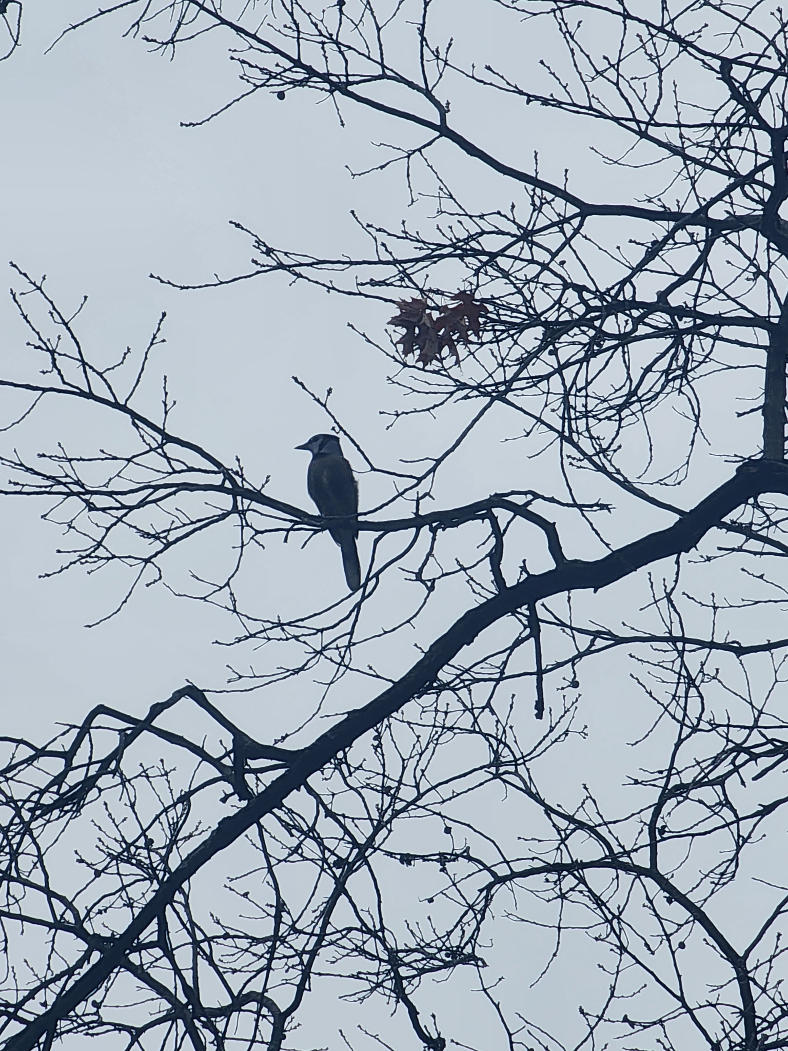 blue jay