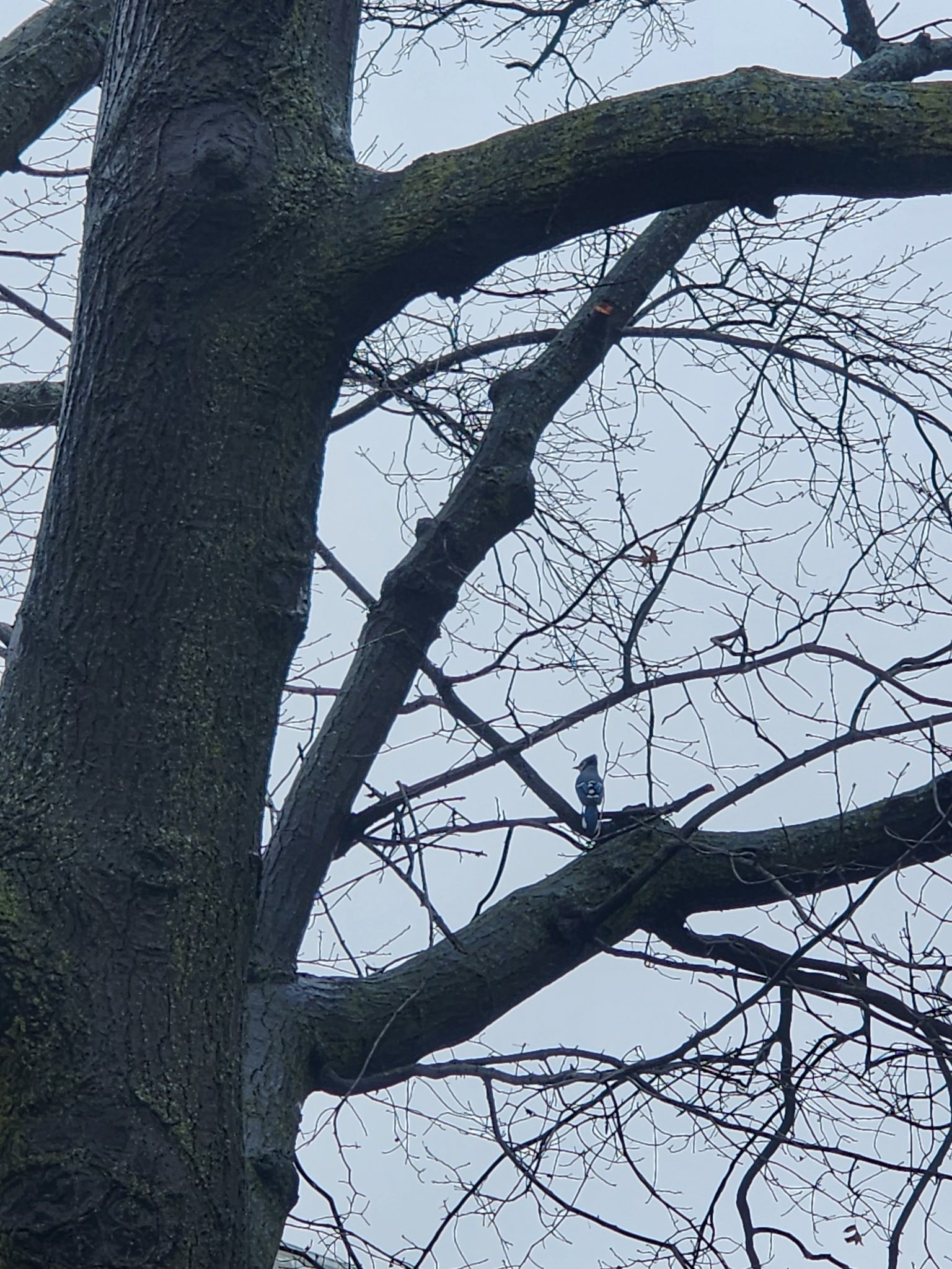 blue jay