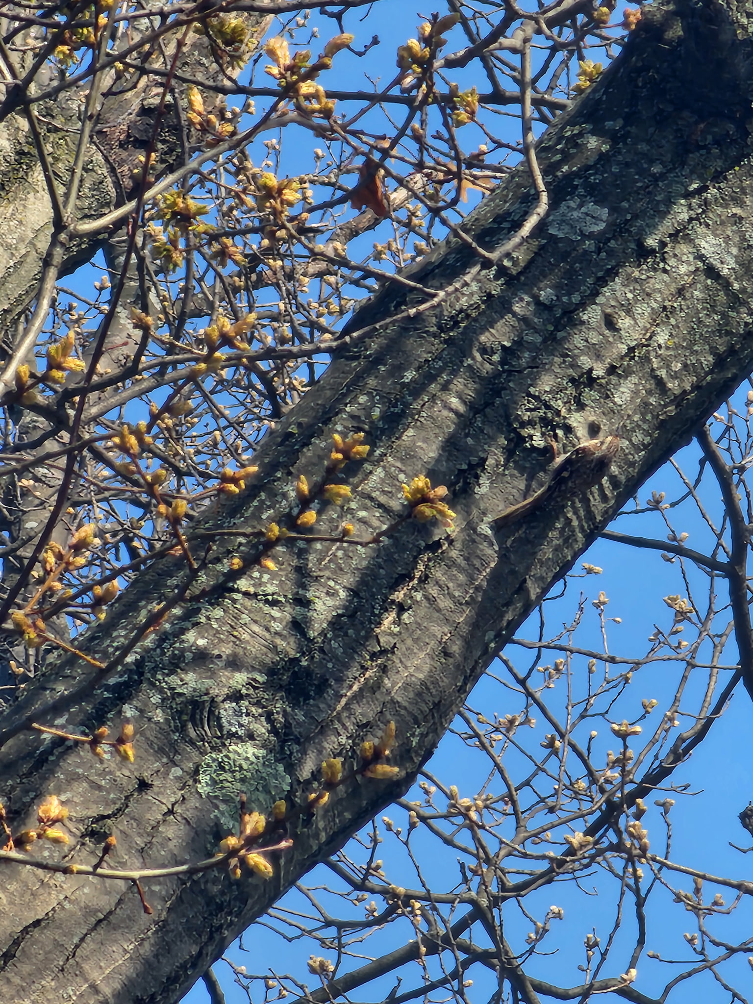 brown creeper