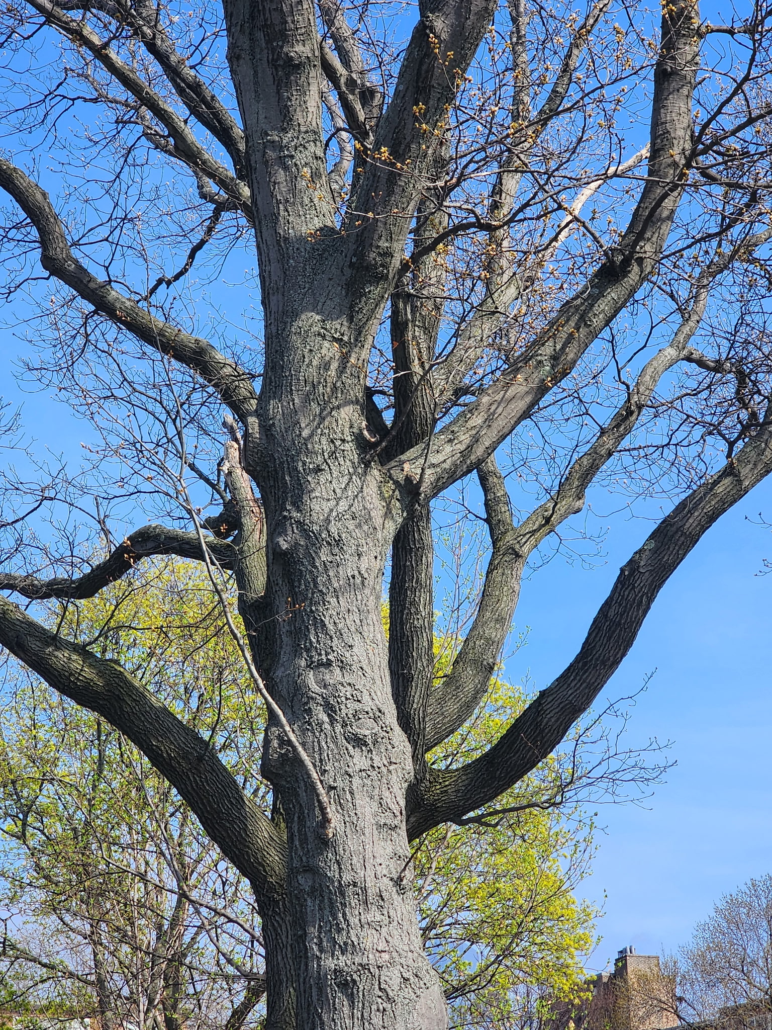 brown creeper