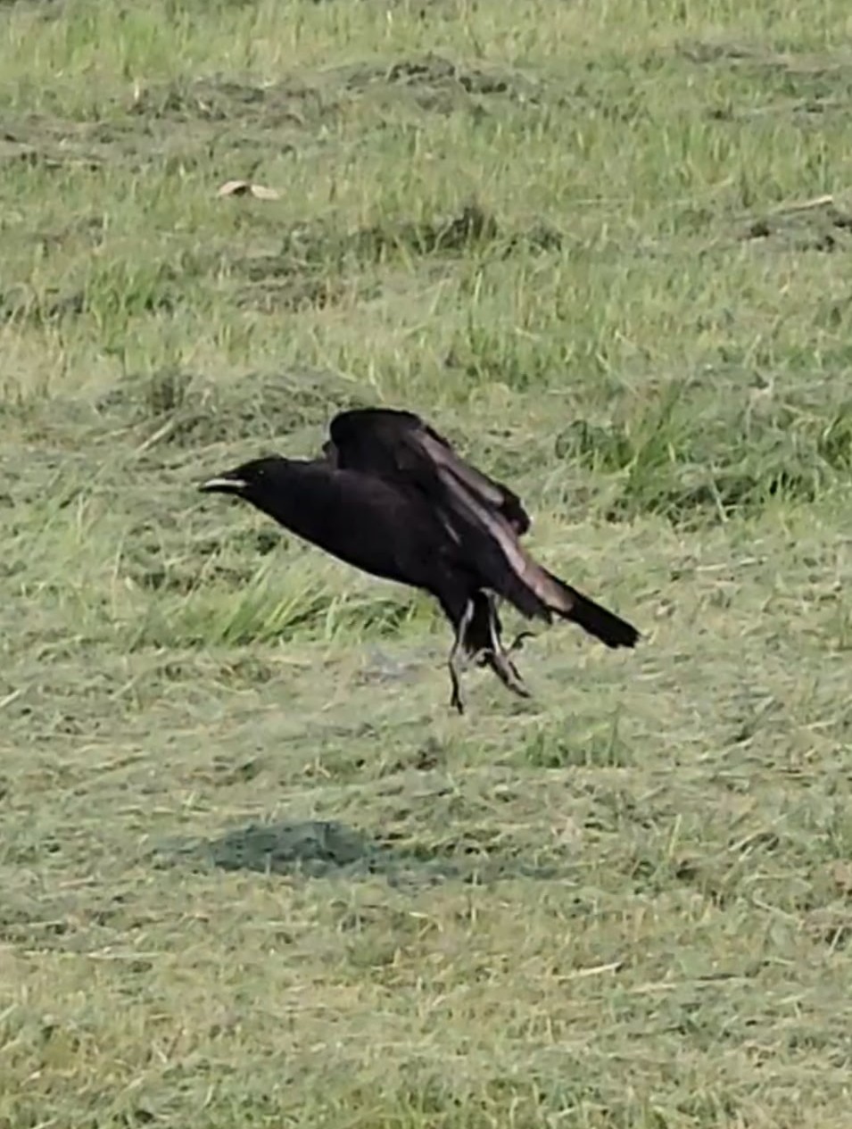 american crow