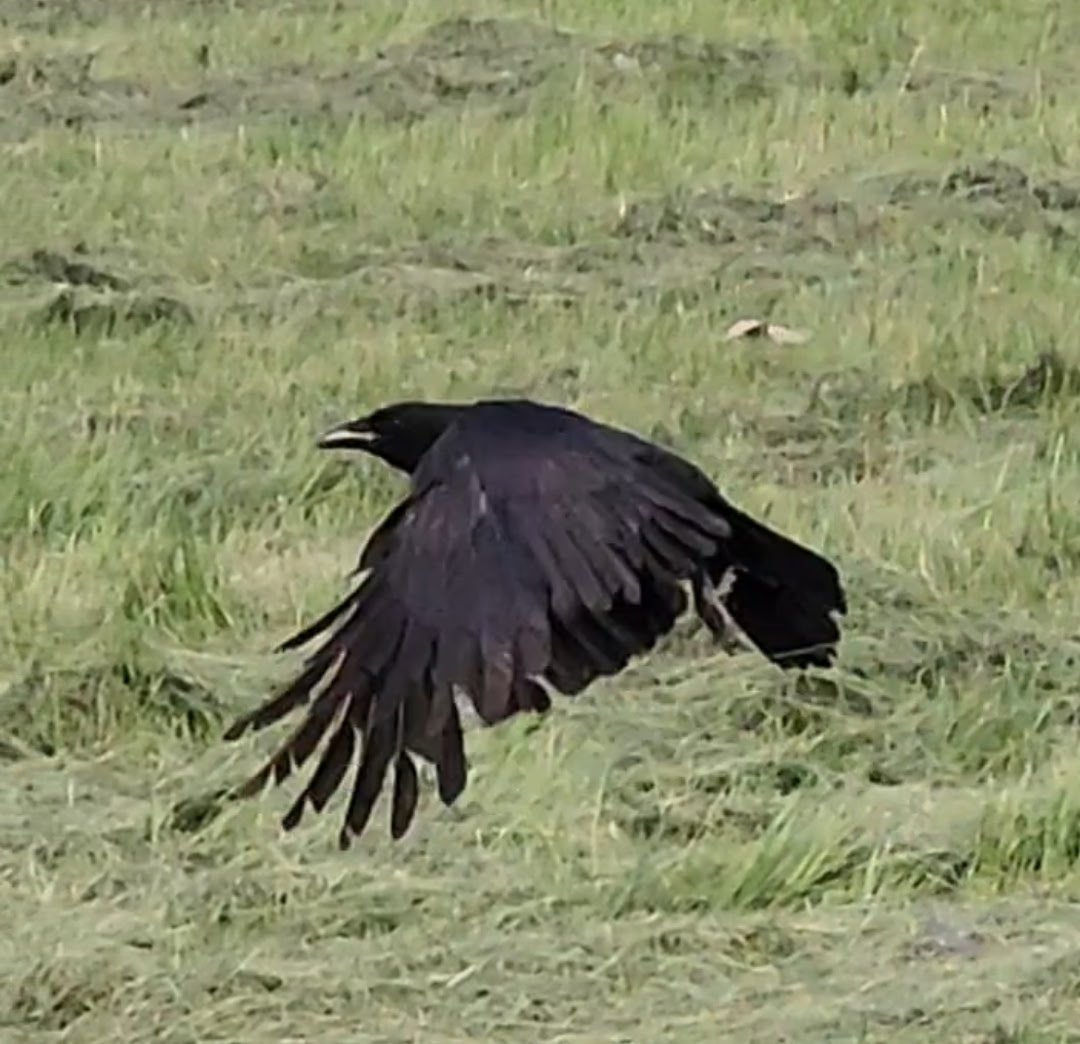 american crow