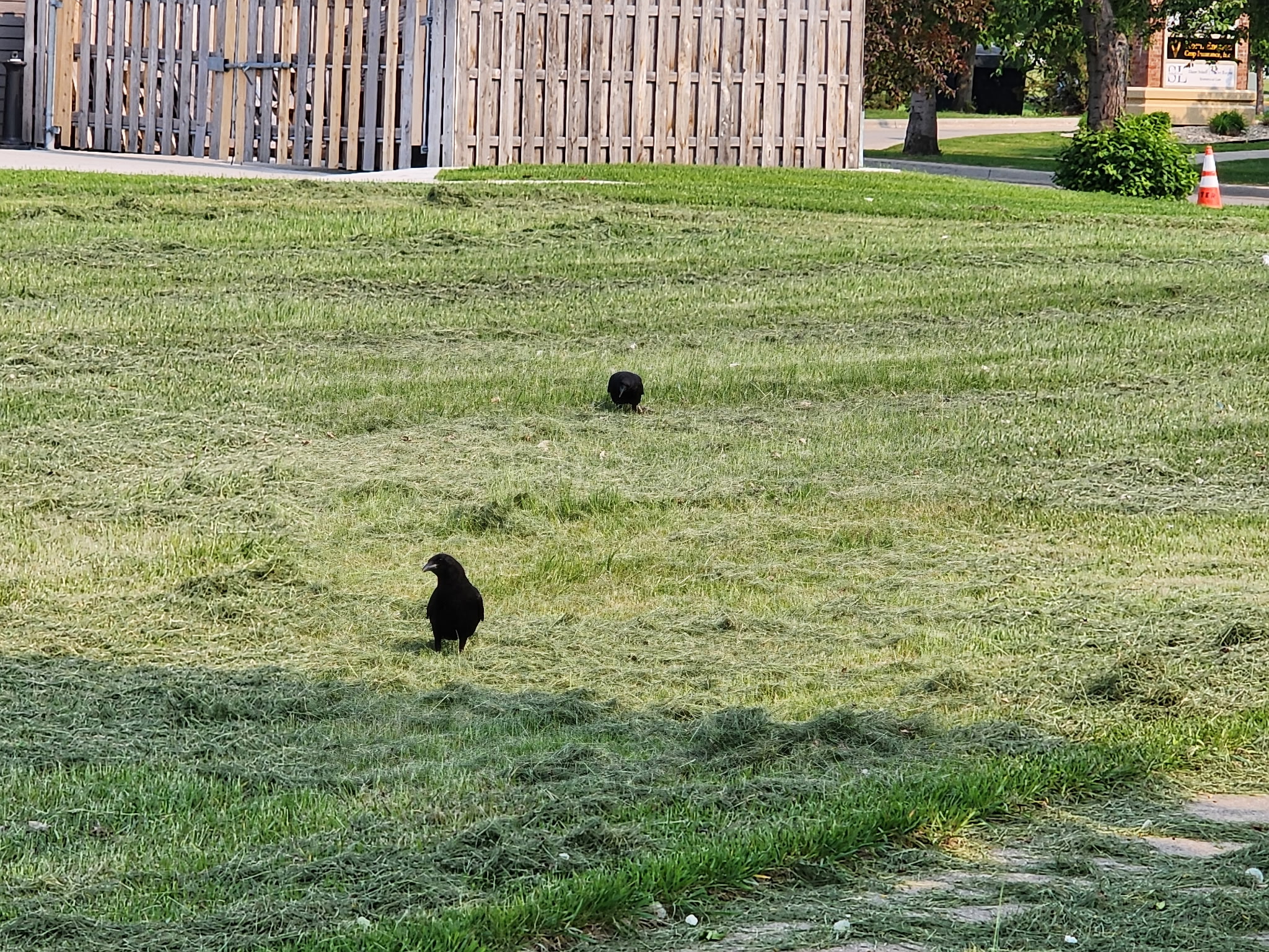 american crow