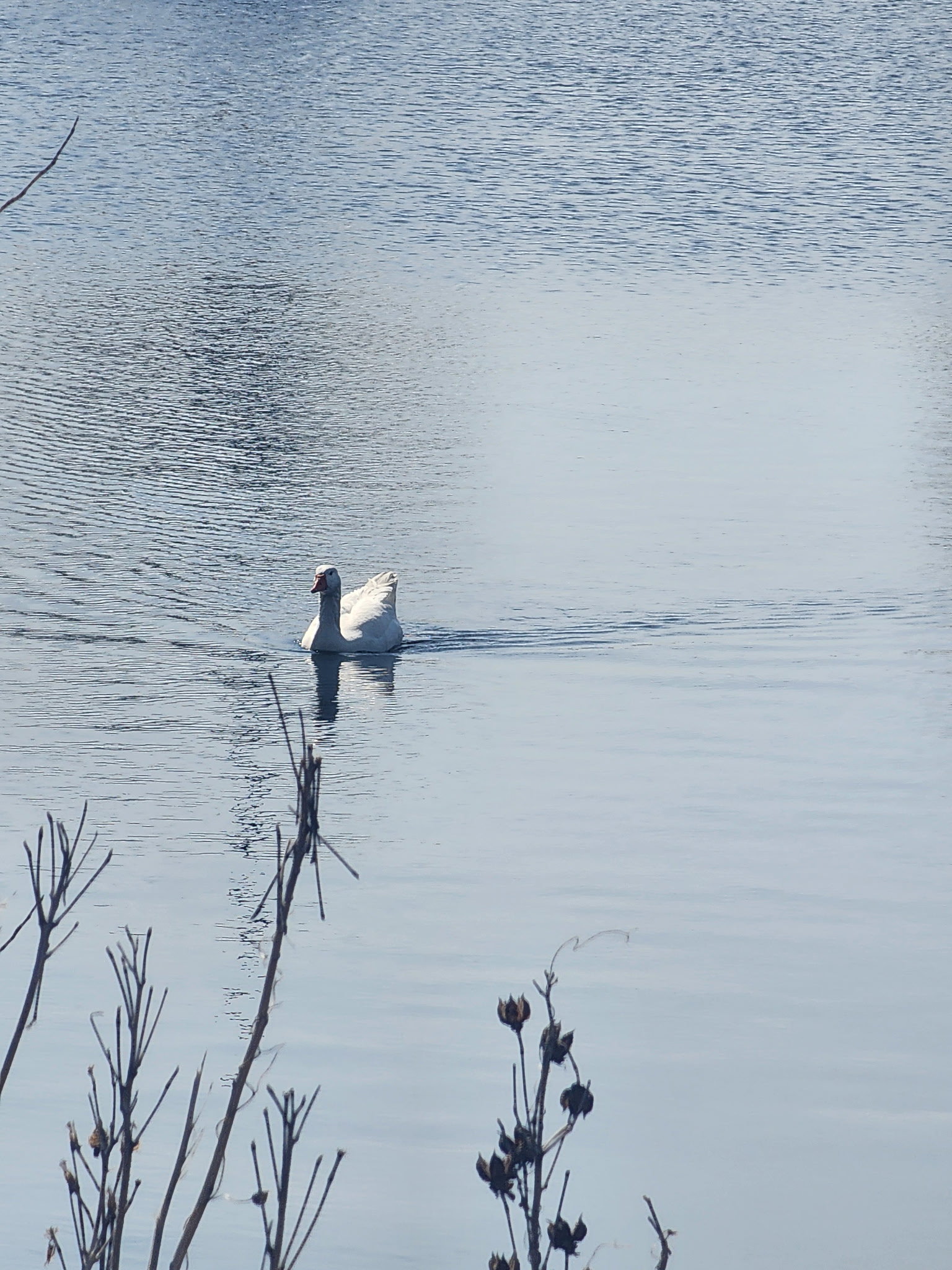 domestic feral goose