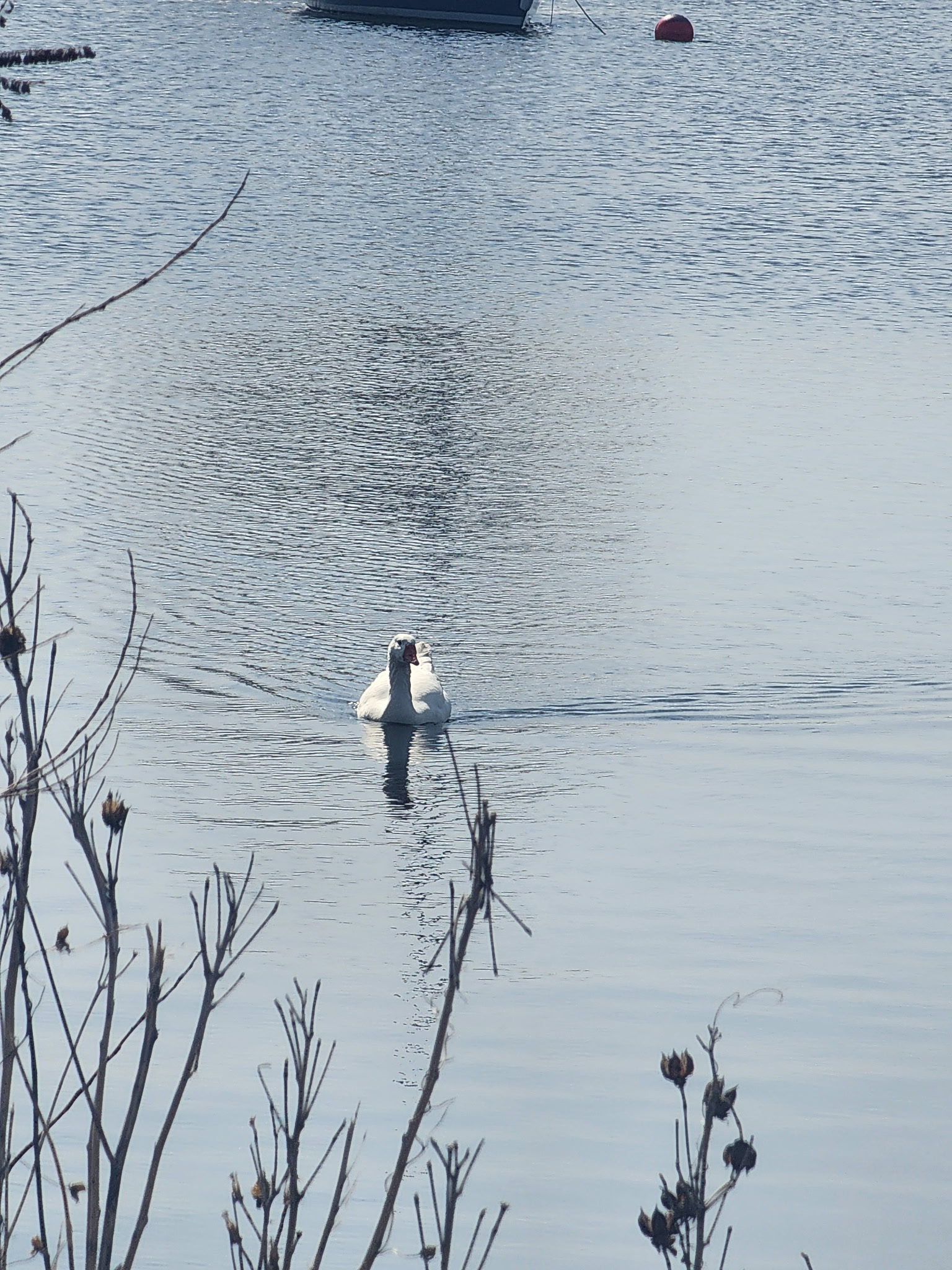 domestic feral goose