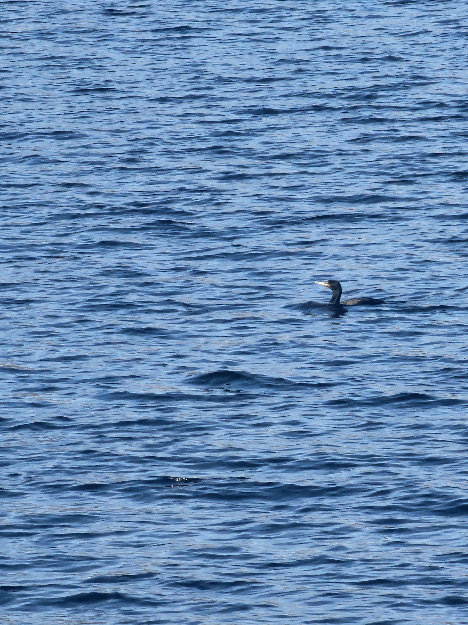 double crested cormorant