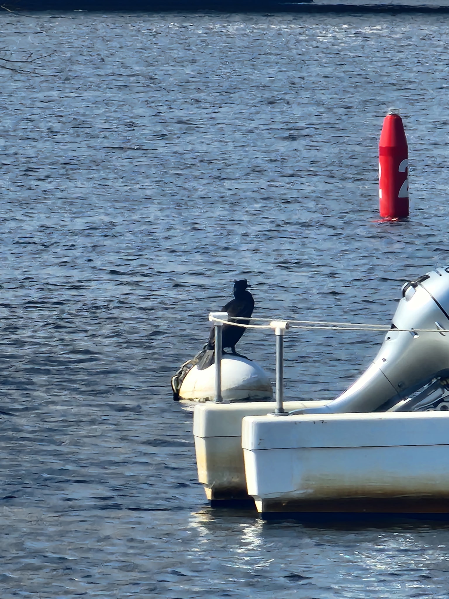 double crested cormorant
