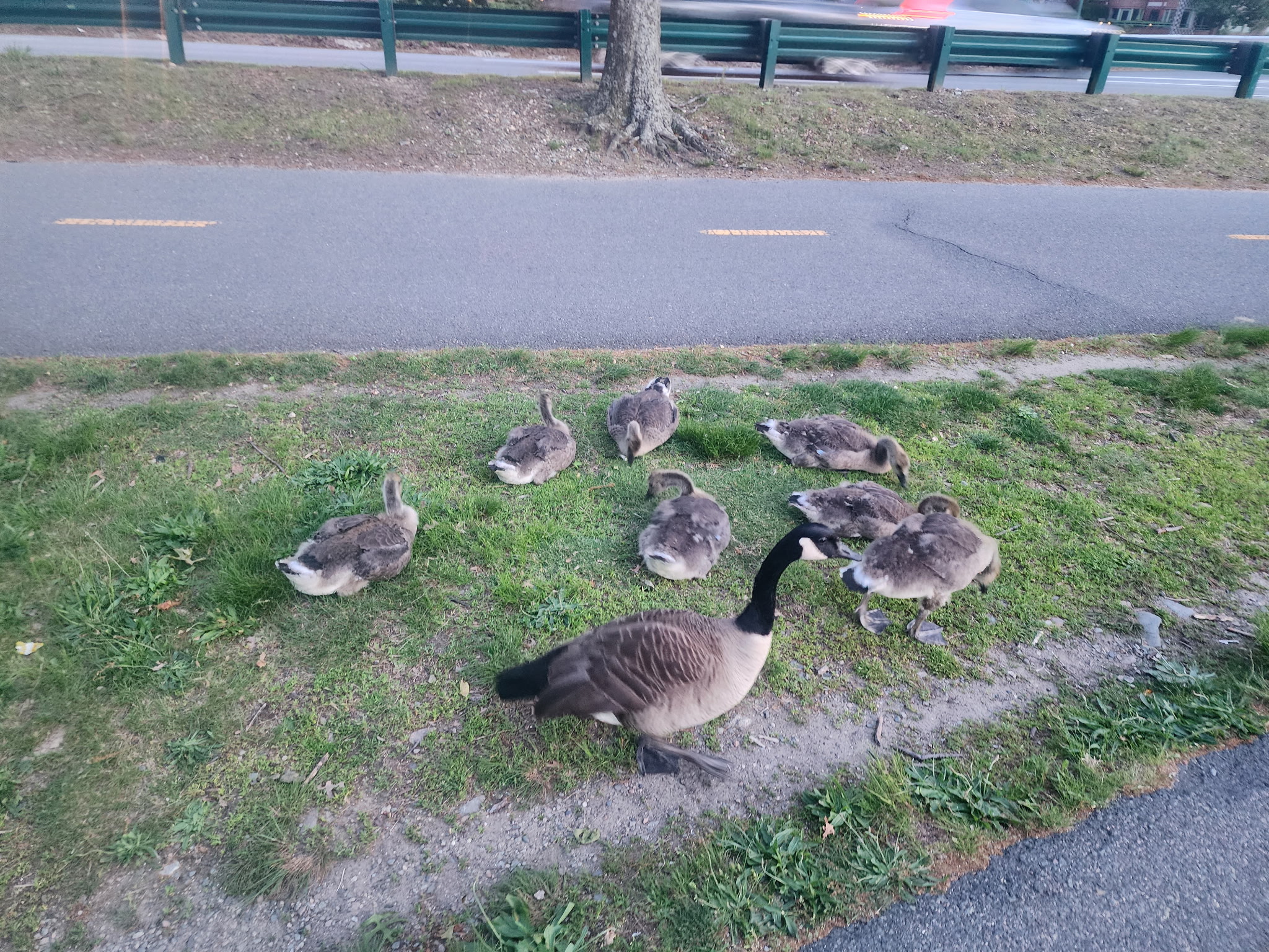 canada geese