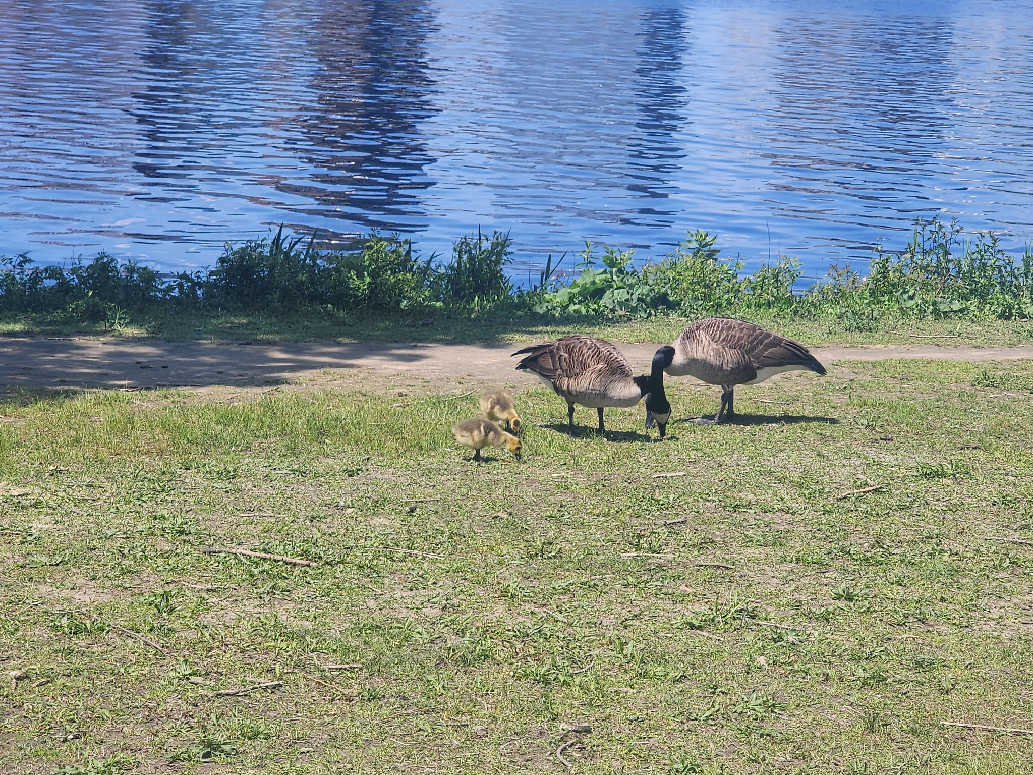 canada geese