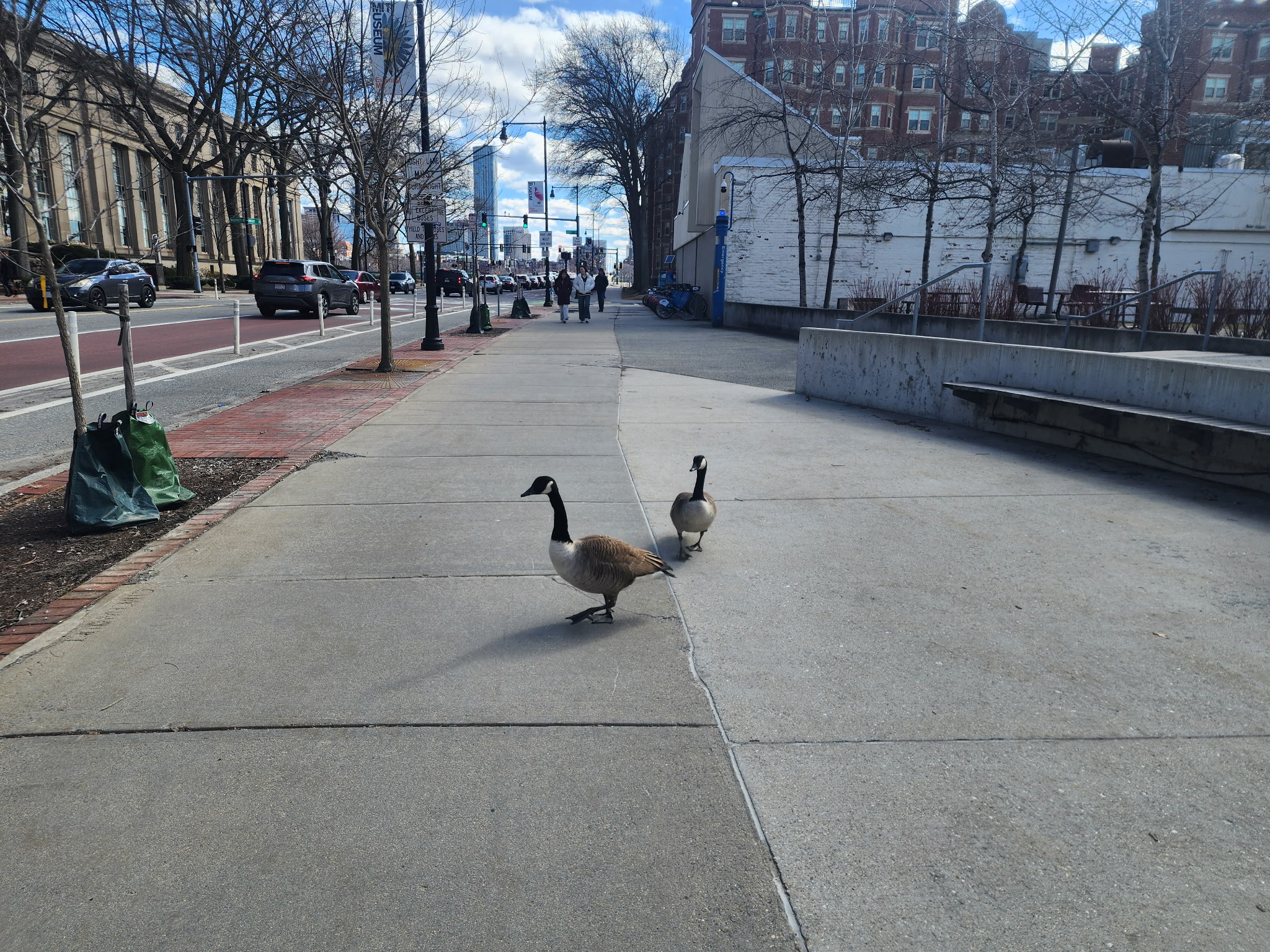canada geese