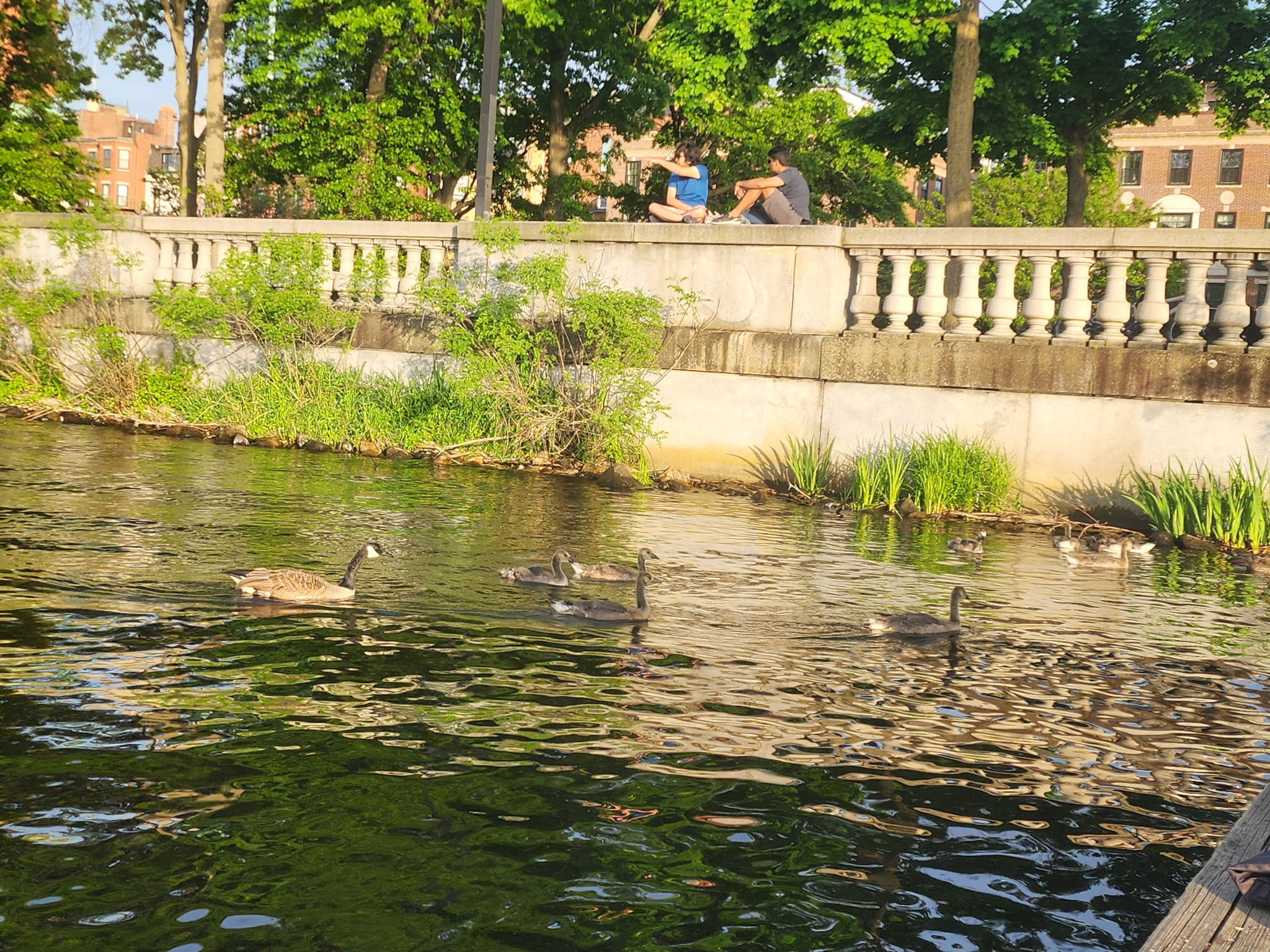 canada geese