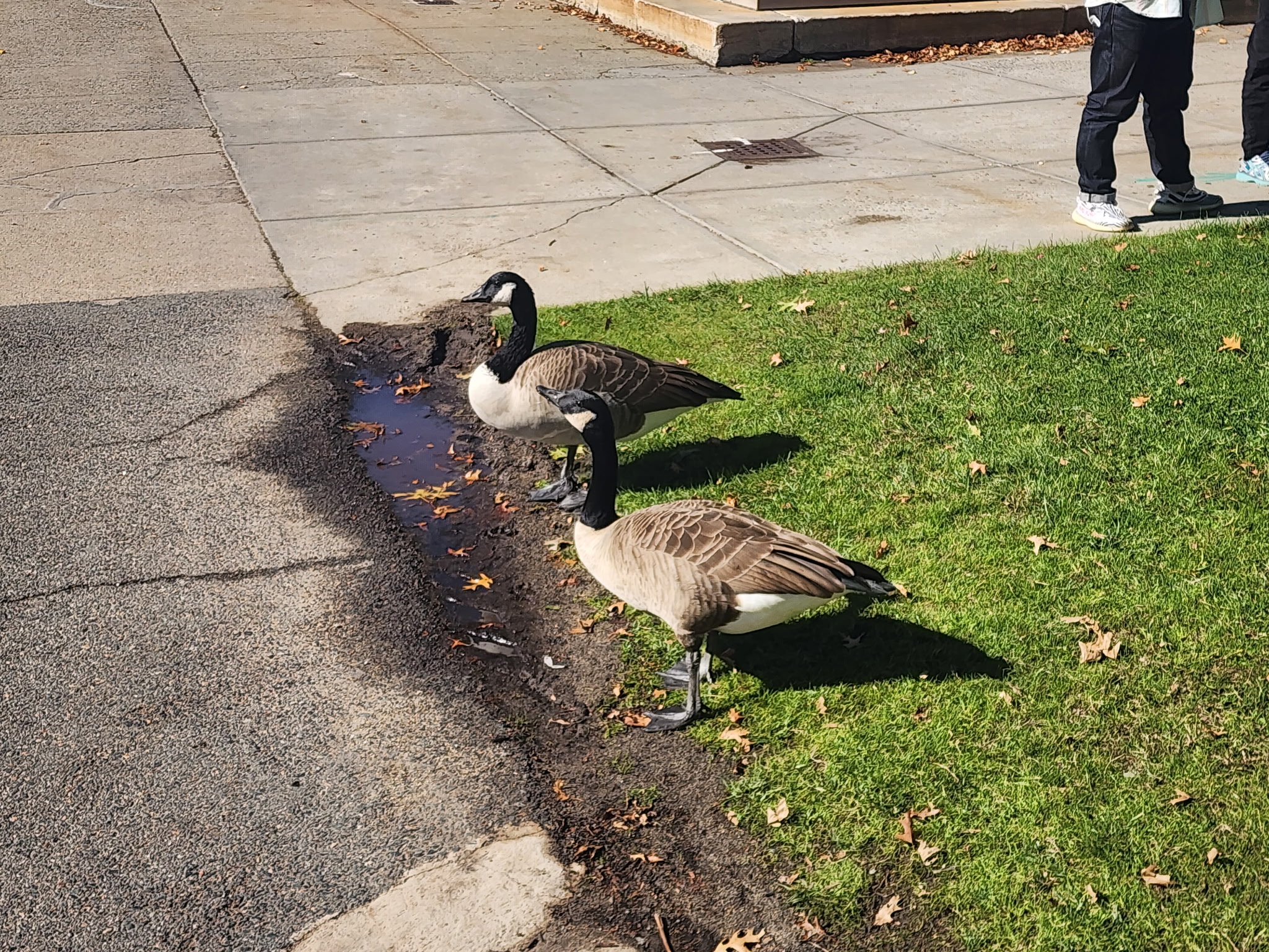 canada geese