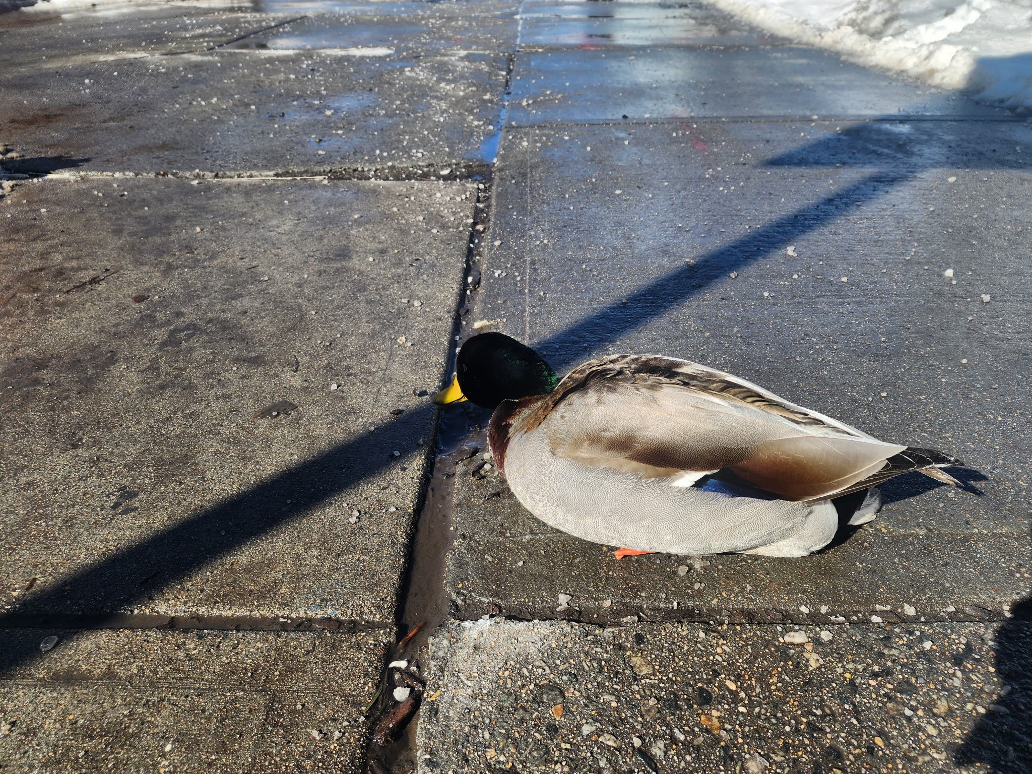 mallard