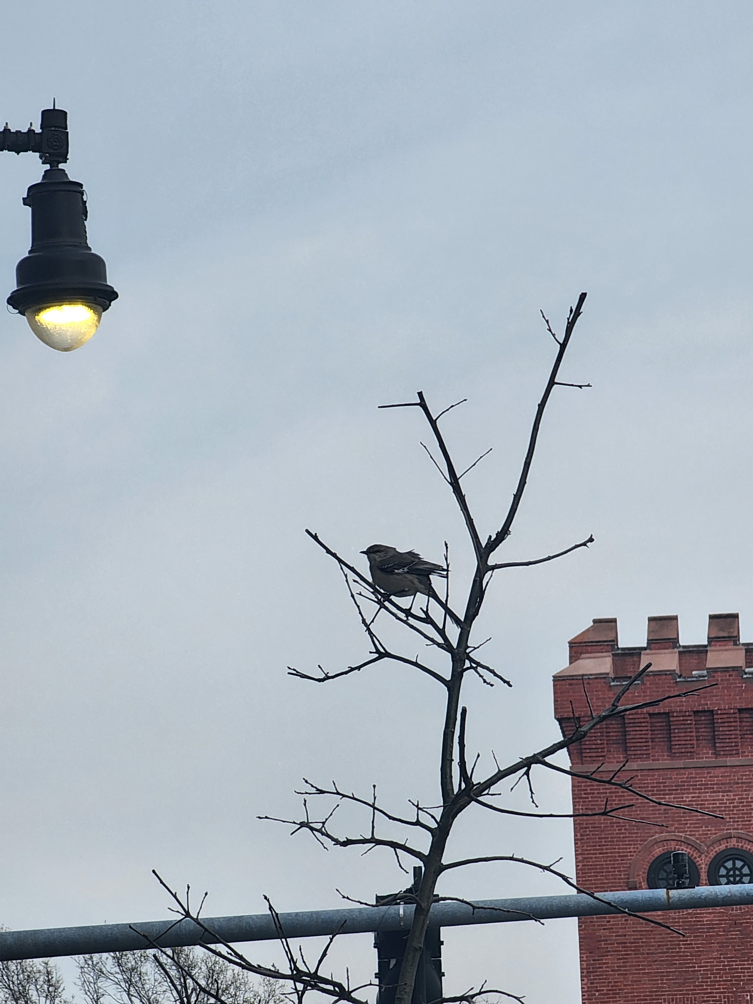 northern mockingbird