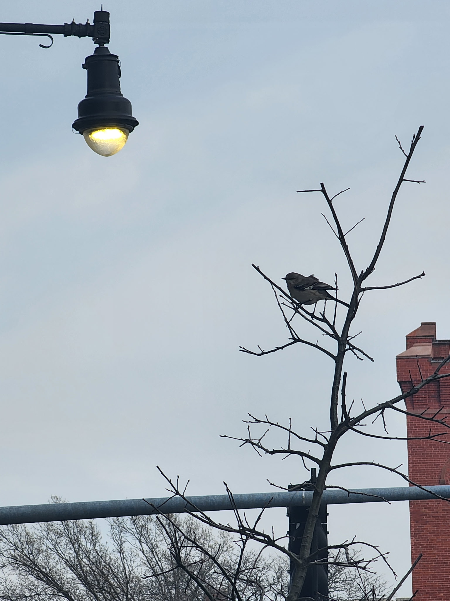 northern mockingbird