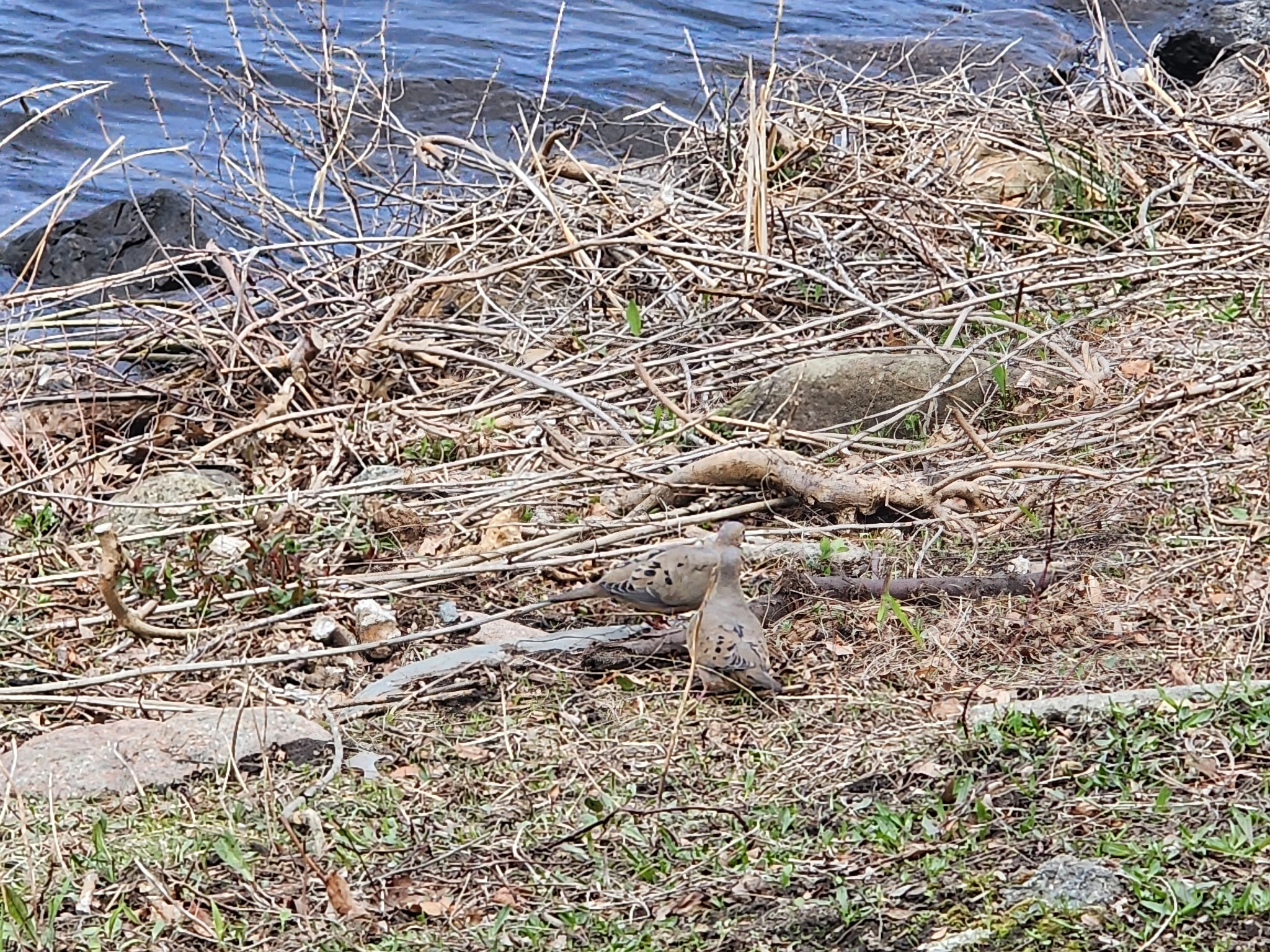 mourning dove
