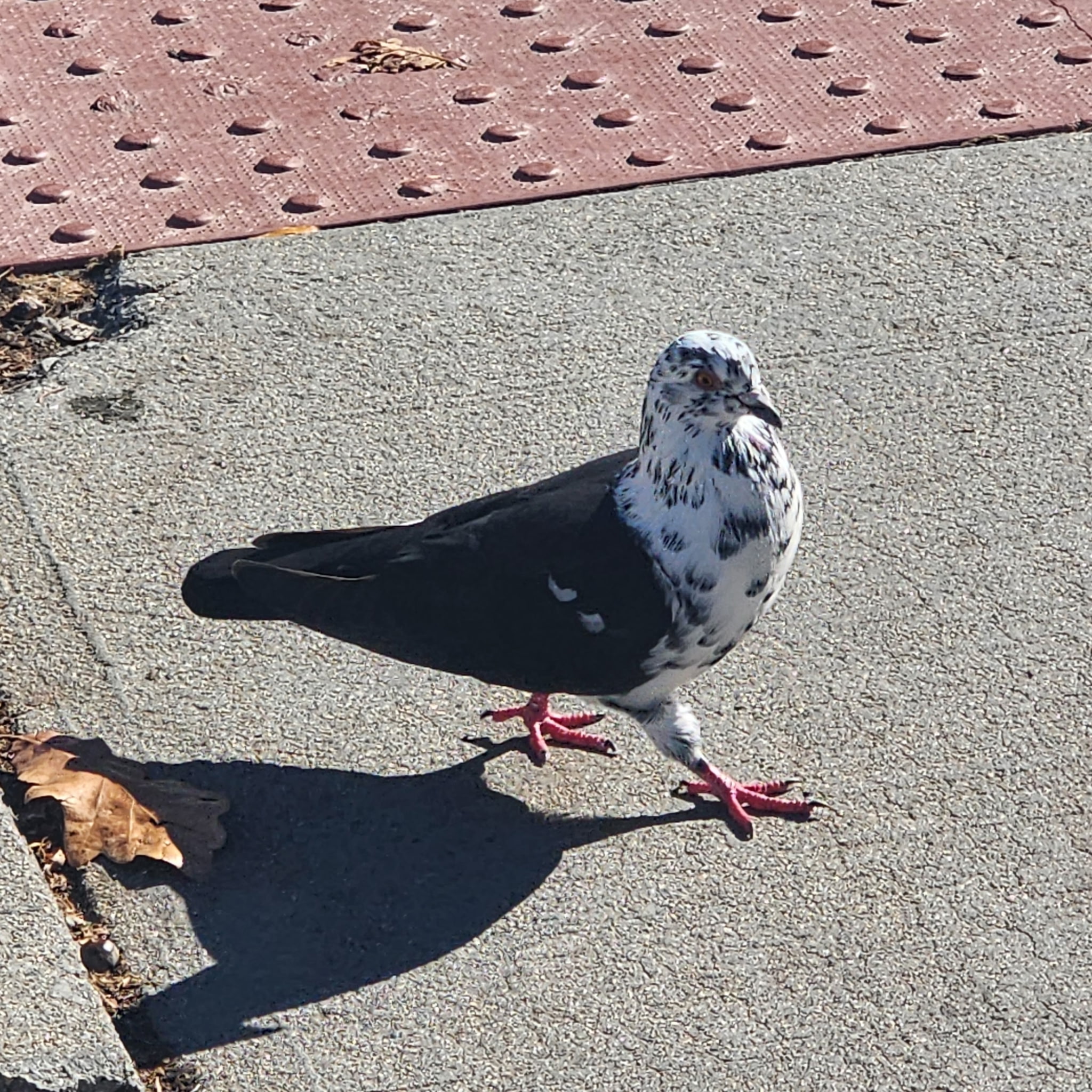 rock pigeon