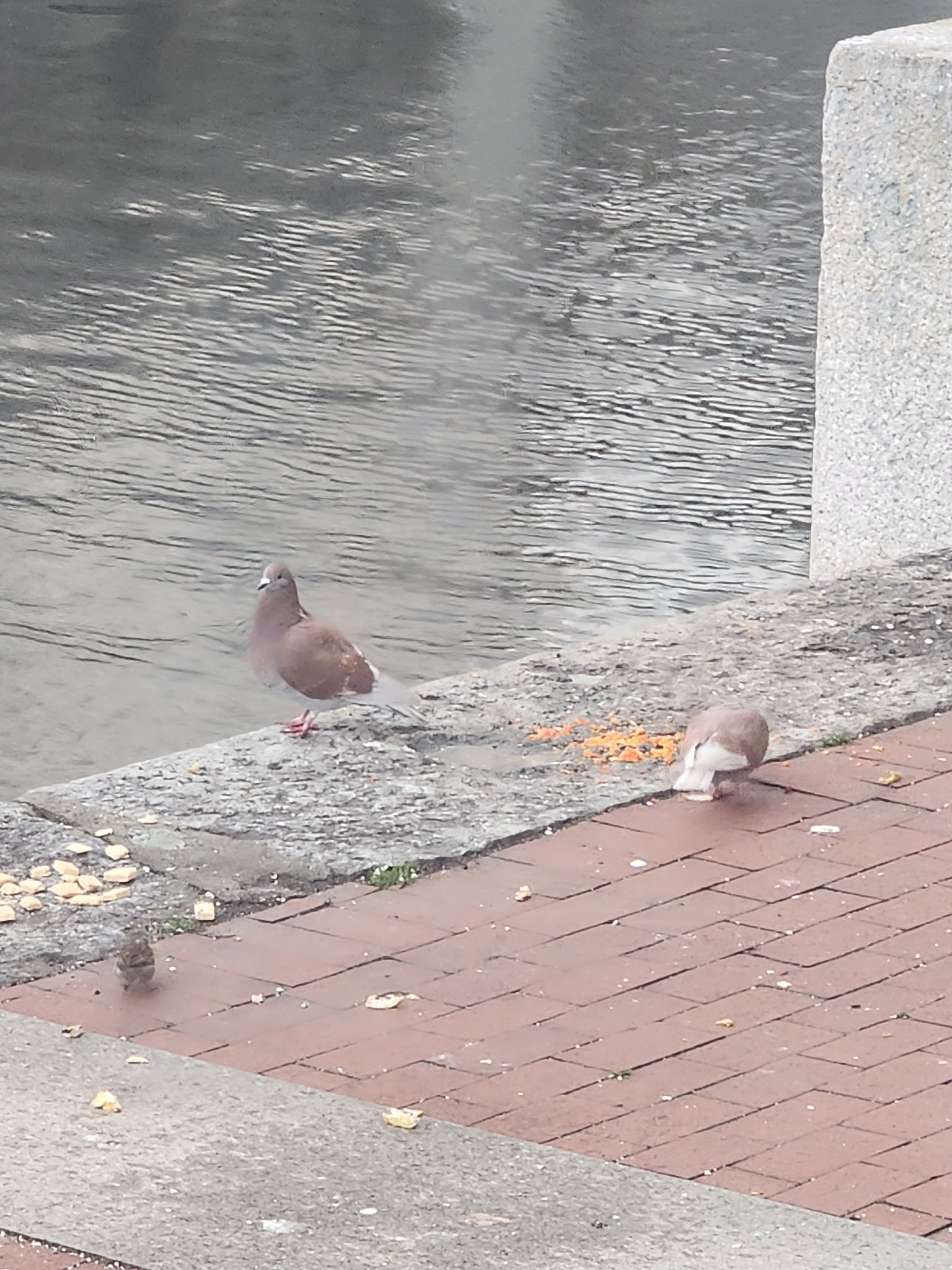 rock pigeon