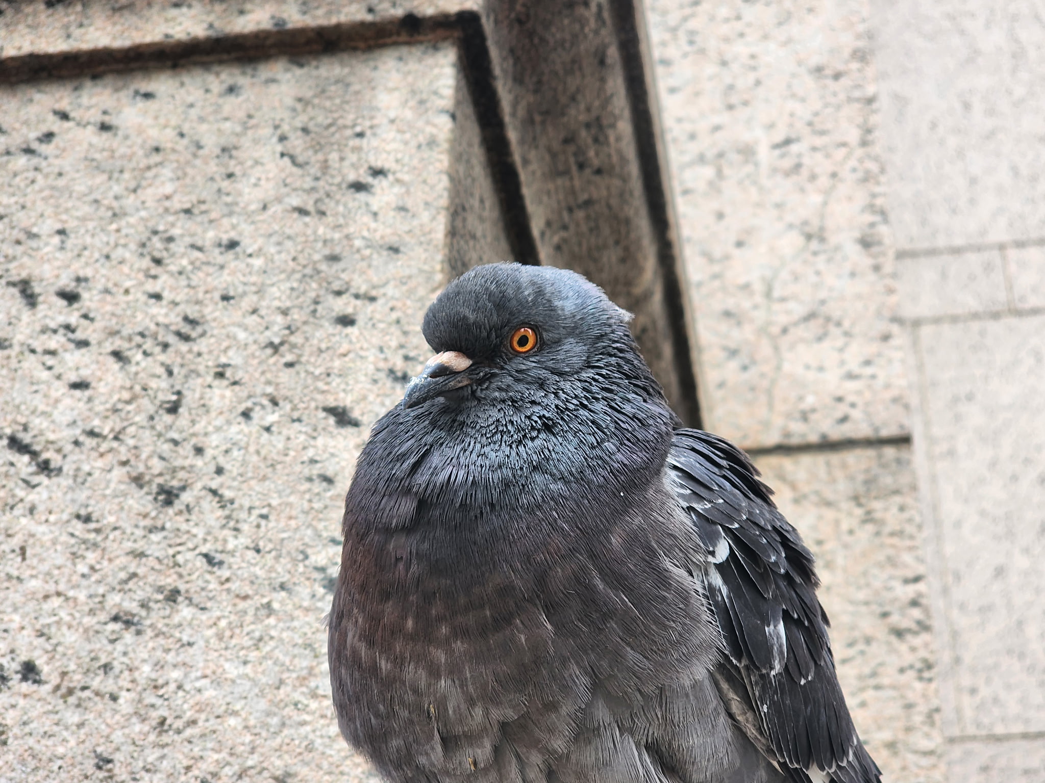 rock pigeon
