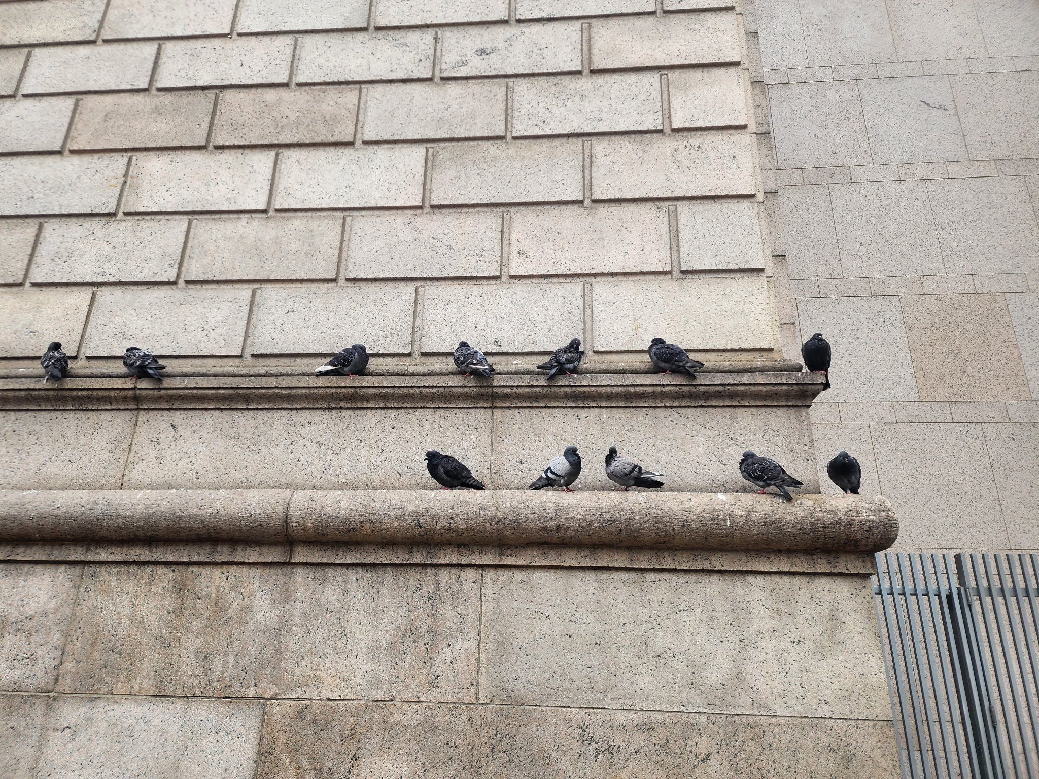 rock pigeon