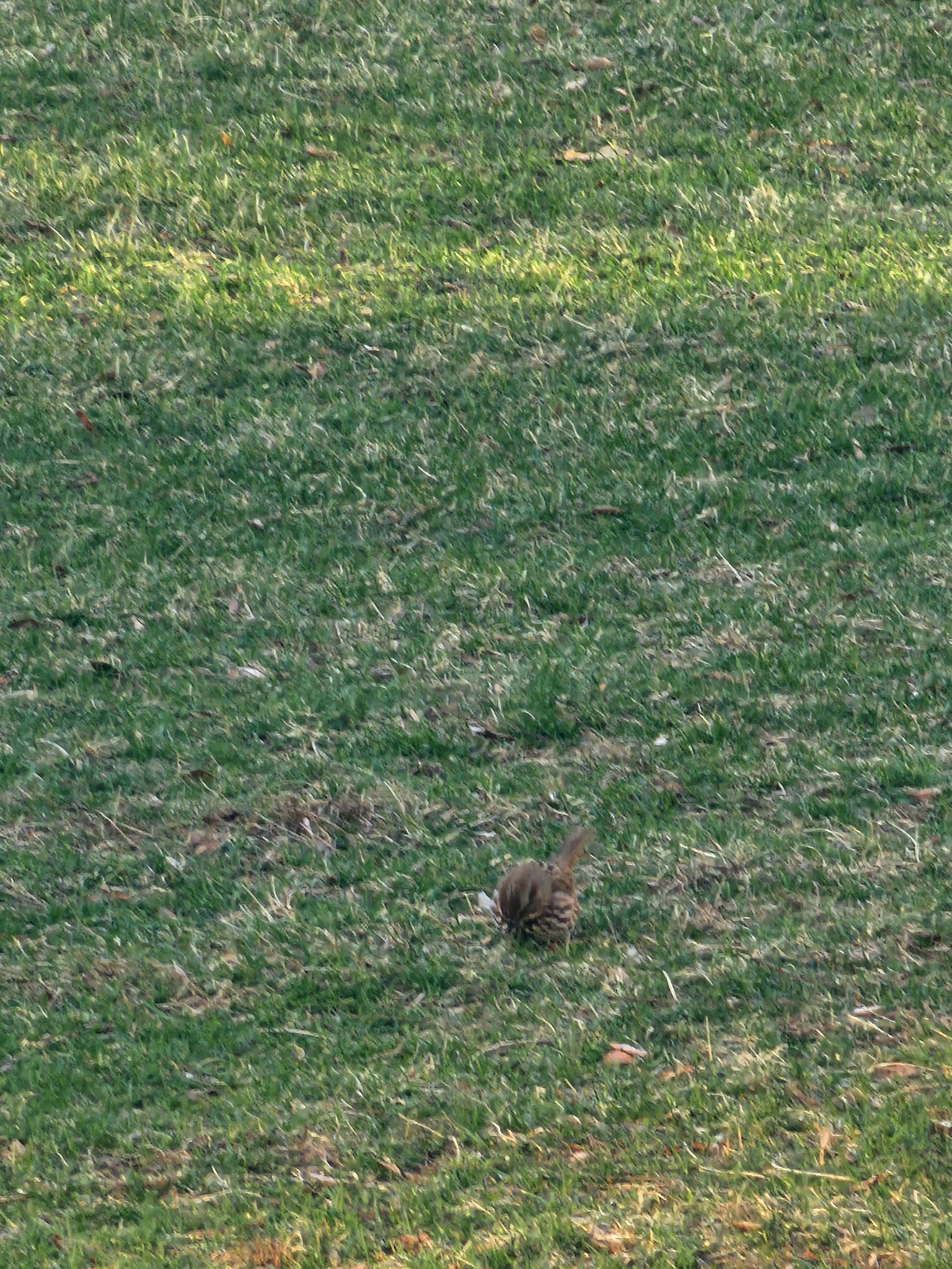 song sparrow