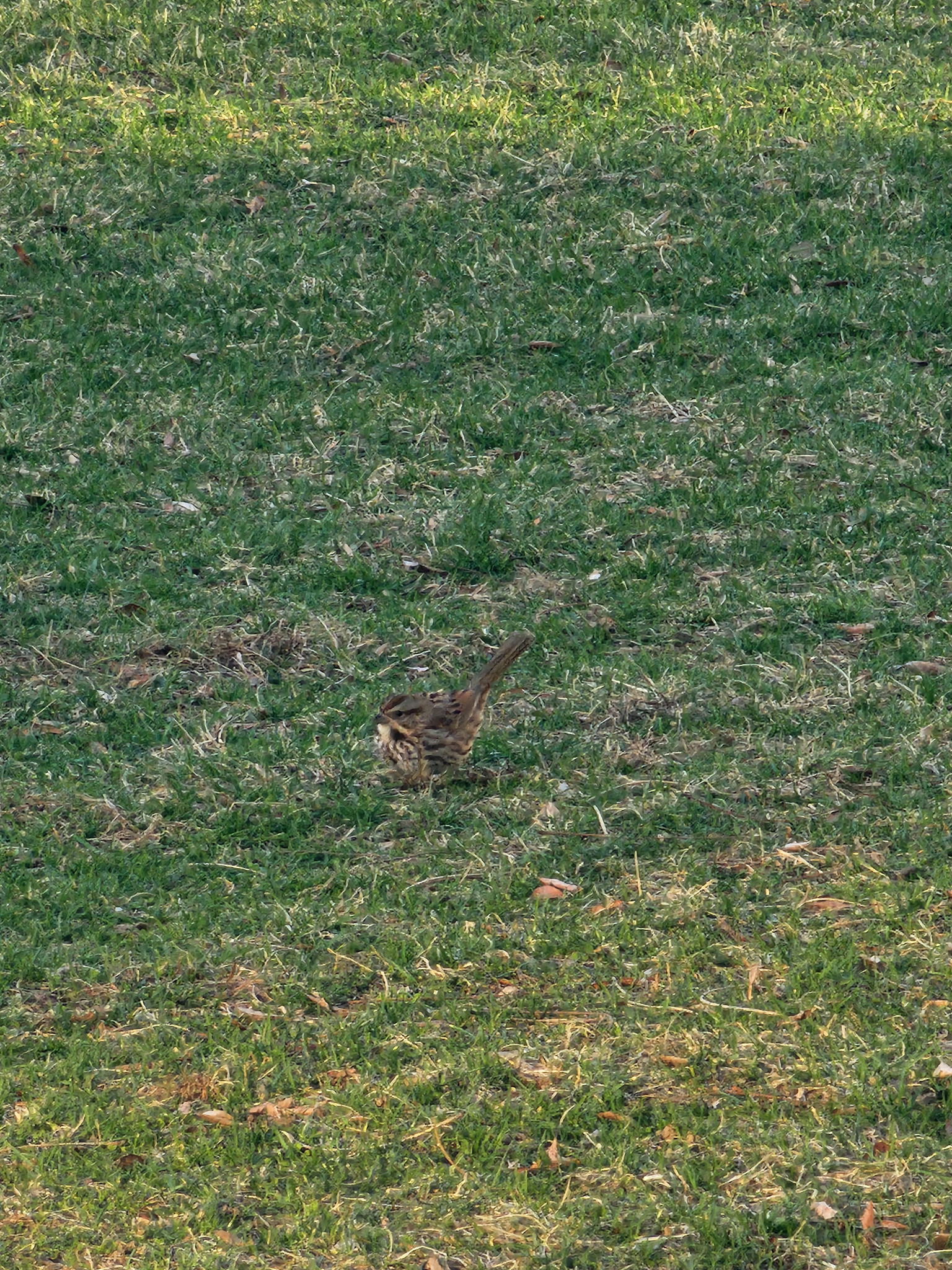 song sparrow