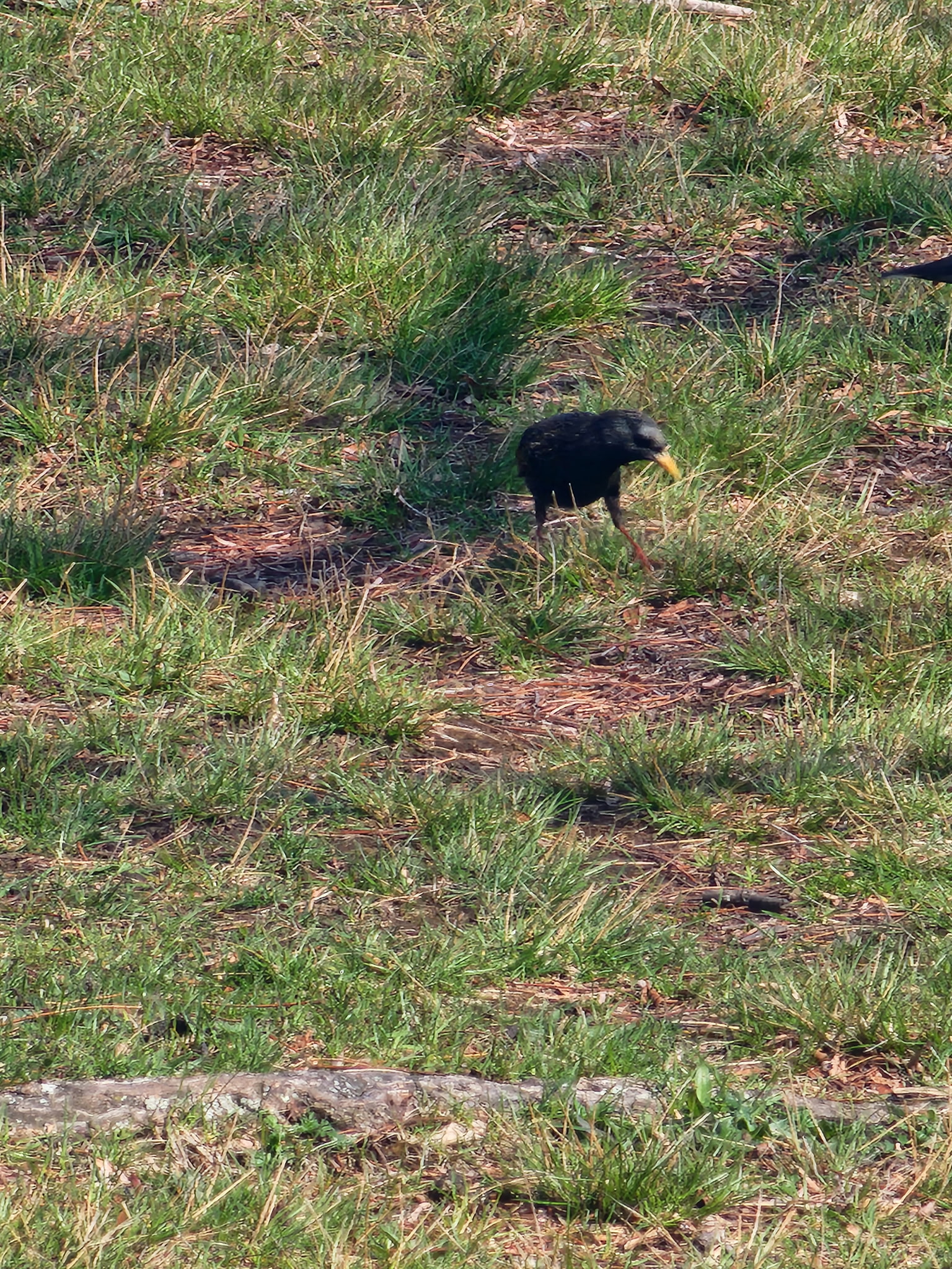 starling