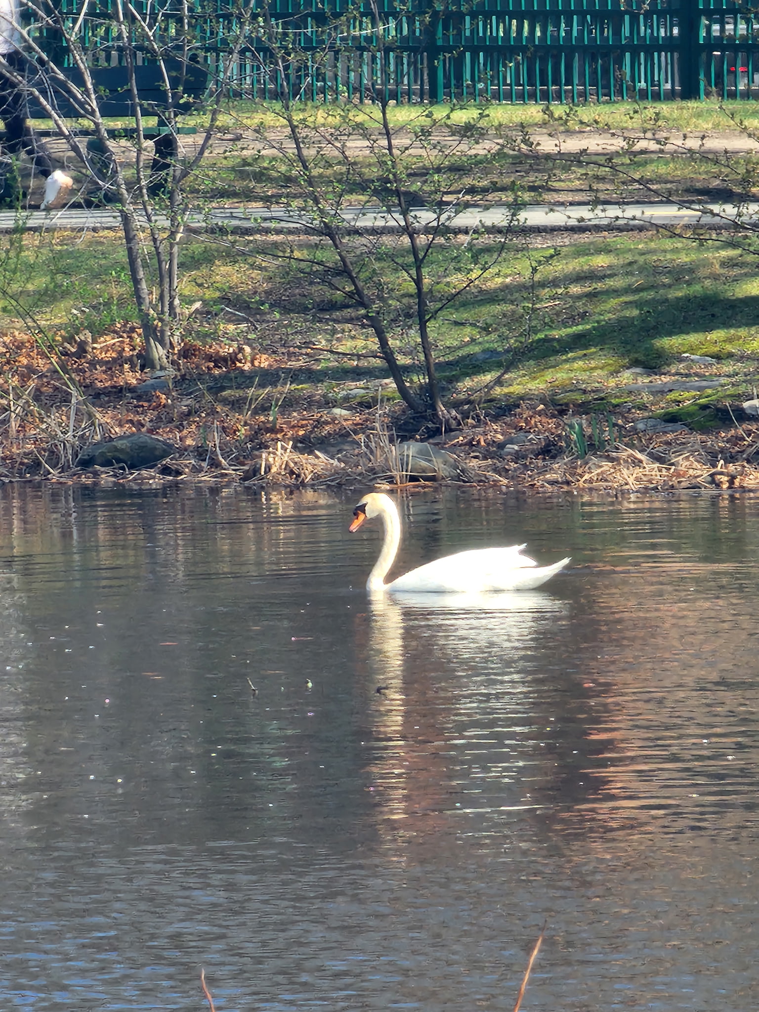 mute swan